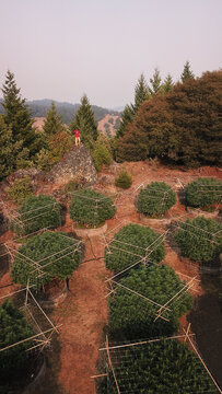 Aerial view of Cannabis plant and trimmer in Northern California, United States of America.