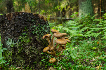 Mushrooms grow near a stump. Armillaria mellea, known as honey mushroom. Close-up.