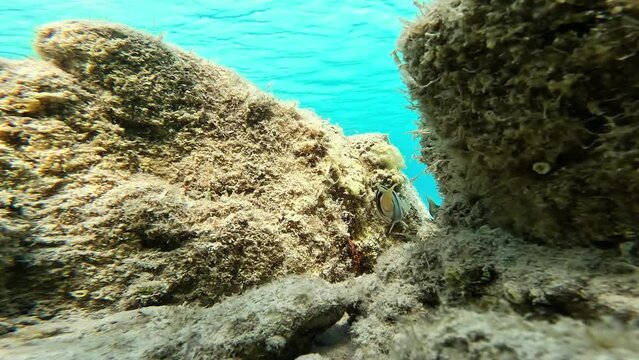Sardinian fish on the Sciarrano seabed