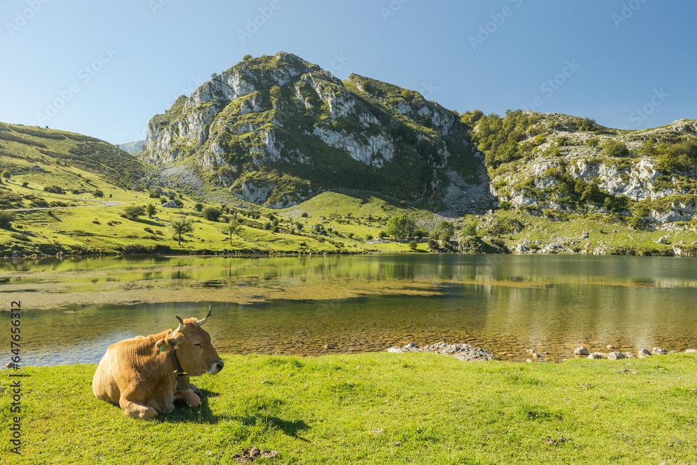 Wall mural a single cow laying the in the grass and the sun. there are more animals and cows in the background,