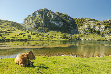 A single cow laying the in the grass and the sun. There are more animals and cows in the...