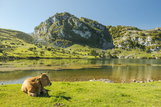 A single cow laying the in the grass and the sun. There are more animals and cows in the background, with the Lagos de Covadonga and european mountains in the back. Wild animals of Asturias.