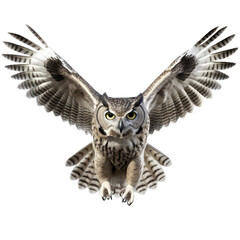 Obraz premium owl looking isolated on white