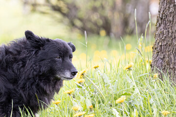 Very old black dog with white hair on the muzzle, Hrvatski ovčar