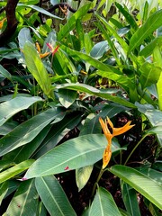 Heliconia psittacorum or parrot's beak or false bird-of-paradise is a perennial herb native to the Caribbean and South America. It is often cultivated as a tropical ornamental plant.