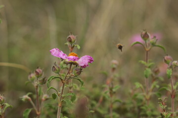 bee on a flower