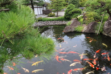 A Japanese garden : Koko-en in Himeji City in Hyogo Prefecture 日本庭園：兵庫県姫路にある好古園