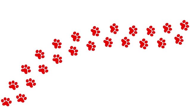 Animated cat red tracks. A cat's paw print appears take turns in a row. Looped video. Vector flat illustration isolated on the white background