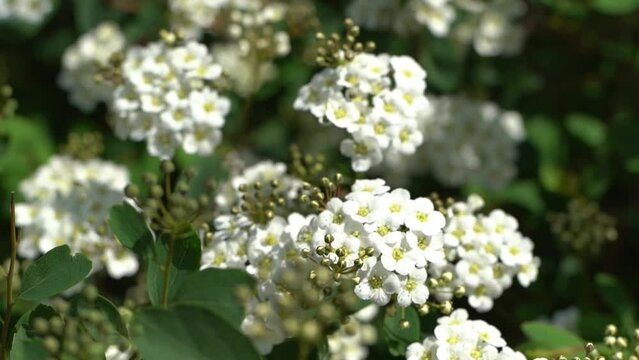 Spiraea cantoniensis Lour. Spirea plant in bloom. White flowers on a green bush in the garden. Petals and leaves, natural floral background. Summer flower bud leaf blossom Bridalwreath Meadowsweet May