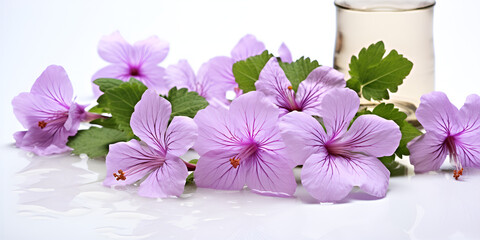 Bunch of mallow or malva flowers isolated on a white background