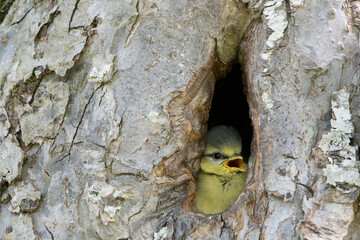 Eurasian blue tit looking out of a tree hollow, Cyanistes caeruleus