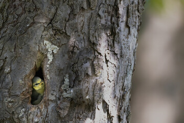 Eurasian blue tit looking out of a tree hollow, Cyanistes caeruleus