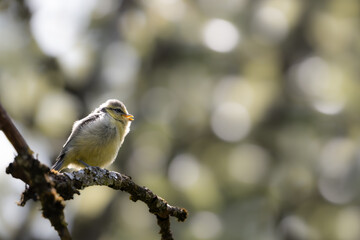 Bird, young Eurasian blue tit sits on a branch, Cyanistes caeruleus