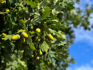 Close up of green acorns and leaves on a oak tree