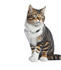 scottish fold cat , cat isolated on transparent background PNG full HD image 