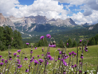 Cirsium Helenioides, the melancholy thistle a Perennial Plant in the Italian Mountain Alps