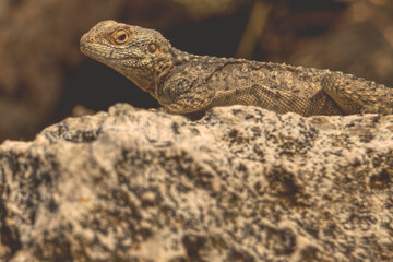 lizard on the rock