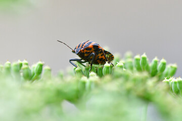 True bug