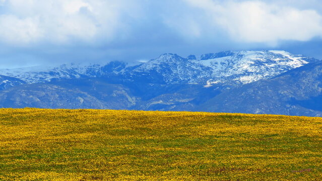 sierra de grados nevada con campo de flores amarillas