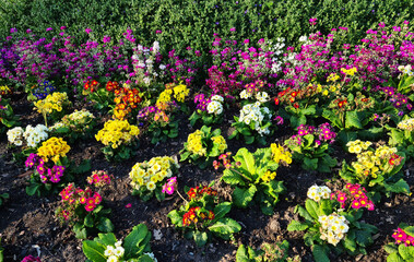 Garden flowers botany similar to the neighbourhood Tulip festival