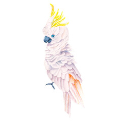 Watercolor australian white cockatoo