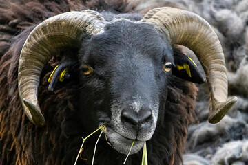 Head of a blackfaced sheep with big twisted horns, Ovis aries