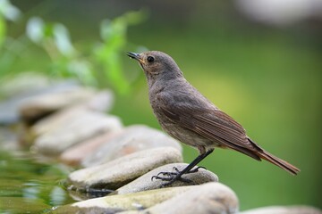 Young Black redstart - Phoenicurus ochruros stands on the stones at the bird's water hole. Czechia.