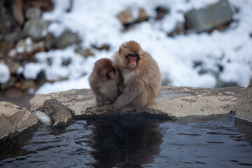 野猿公苑の二ホンザルの入浴1