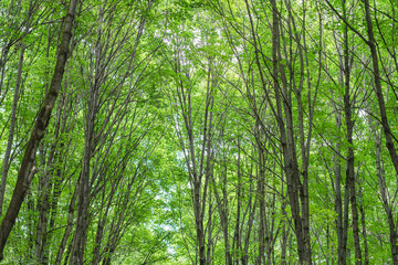 Fototapeta na wymiar Bright green scenic vivid colorful trees. Natural spring summer background