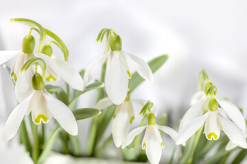White flower, snowdrops in winter, white in white, Galanthus
