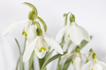 Obraz premium White flower, snowdrops in winter, white in white, Galanthus