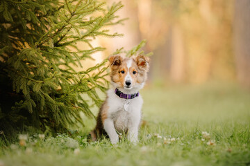 Shetland Sheepdog puppy playing outdoor. Summer and Autumn, Fall colors. Sheltie dog