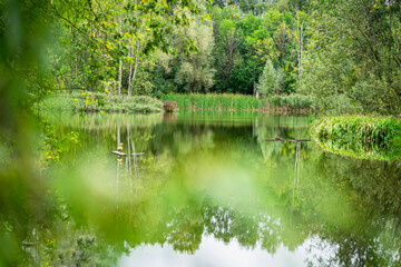 Fototapeta na wymiar Scenic quiet pond with ducks in sunlit forest with vibrant greenery on a summer day
