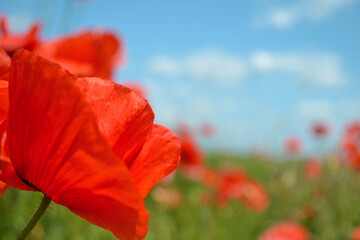 poppy flower close up.photo of nature