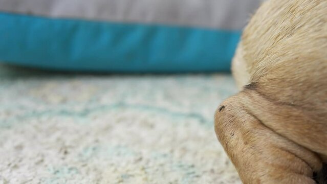 Mosquito bites on dogs leg that lying on the carpet.