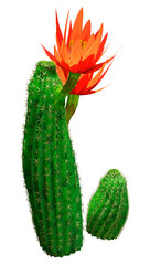3D Rendering Peanut Cactus on White