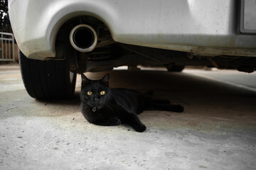 A black cat lying under the car looking at the camera.
