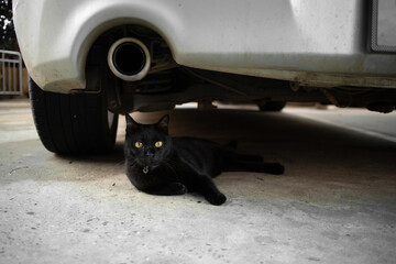 A black cat lying under the car looking at the camera. - Powered by Adobe