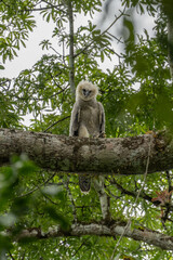 Harpy eagle (Harpia harpyja), Captive animal, Panama Central America Venezuela.
