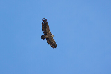 Griffon vulture (Gyps fulvus) flying by near Lukmanier Pass