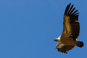 Griffon vulture (Gyps fulvus) flying by near Lukmanier Pass