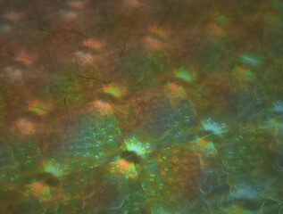 Imaginatory fractal abstract background Image