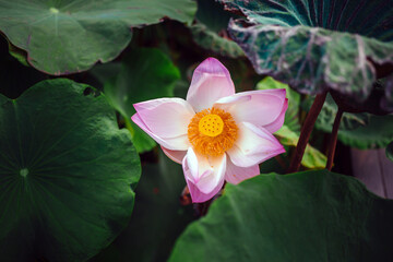 Top view of a Beautiful pink lotus flower in blooming and  Indian Lotus Pollen on a lotus flower...