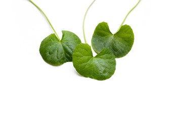 Gotu kola on white background.