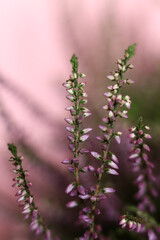 selective focus pink heather on pink background
