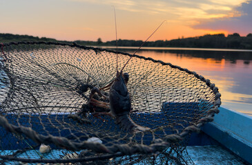 Crayfish in fisherman's traps on lake. Catching crayfish, crabs, lobster. Caught crayfish on river...