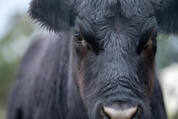 Stud Angus cows in a field free range beef cattle on a farm. Portrait of cow close up