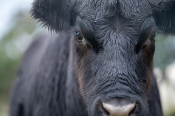 Stud Angus cows in a field free range beef cattle on a farm. Portrait of cow close up