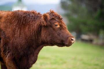 Fototapeta premium Cows in a field close up on a farm eating grass