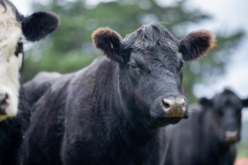 Sustainable livestock farming of cows storing carbon in the soil. Portrait of English cows in a meadow